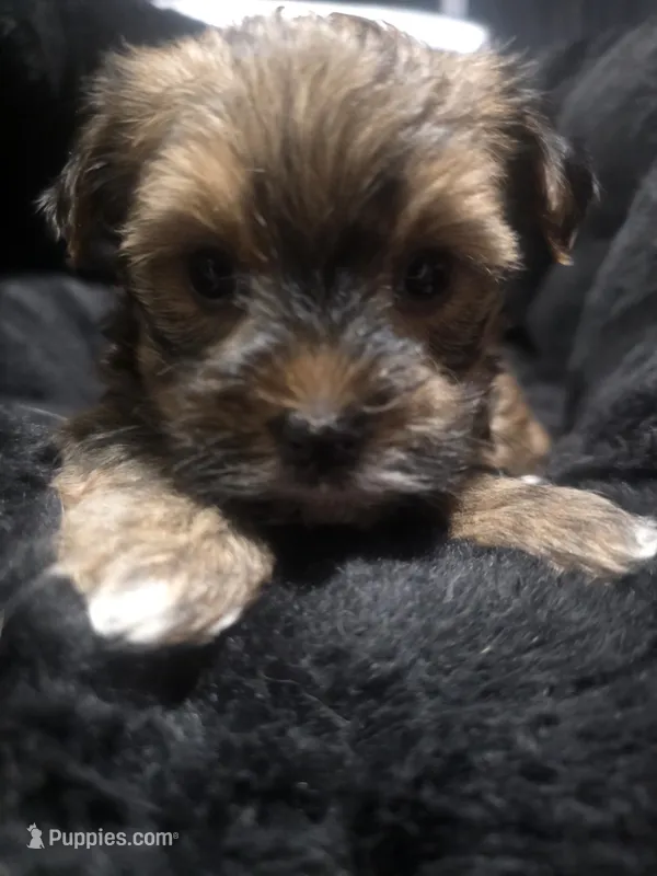 Pixie – Morkie puppy for sale in Ottawa, OH