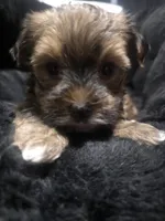 Pixie, a female Morkie for sale in Ottawa, OH – 1 of 4