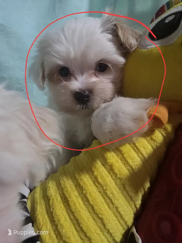 Pixie – Morkie puppy for sale in Ottawa, OH