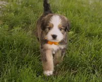 Galileo, a male Bernedoodle for sale in Carrollton, MO – 2 of 8