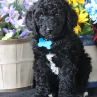 Soku, a male Poodle - Standard  for sale in Carrollton, MO – Photo 10 of 10