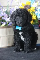 Soku, a male Poodle - Standard  for sale in Carrollton, MO – Photo 10 of 10