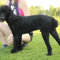 Soku, a male Poodle - Standard  for sale in Carrollton, MO – Photo 7 of 10