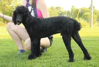 Soku, a male Poodle - Standard  for sale in Carrollton, MO – Photo 7 of 10