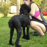 Soku, a male Poodle - Standard  for sale in Carrollton, MO – Photo 8 of 10