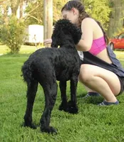 Soku, a male Poodle - Standard  for sale in Carrollton, MO – Photo 8 of 10