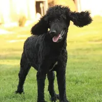 Soku, a male Poodle - Standard  for sale in Carrollton, MO – Photo 9 of 10