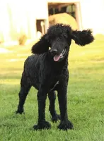 Soku, a male Poodle - Standard  for sale in Carrollton, MO – Photo 9 of 10