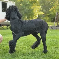 Soku, a male Poodle - Standard  for sale in Carrollton, MO – Photo 6 of 10