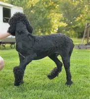Soku, a male Poodle - Standard  for sale in Carrollton, MO – Photo 6 of 10