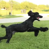 Soku, a male Poodle - Standard  for sale in Carrollton, MO – Photo 2 of 10