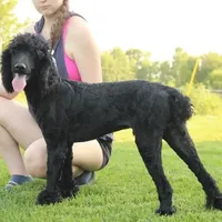 Soku, a male Poodle - Standard  for sale in Carrollton, MO – Photo 5 of 10