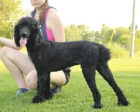 Soku, a male Poodle - Standard  for sale in Carrollton, MO – Photo 5 of 10