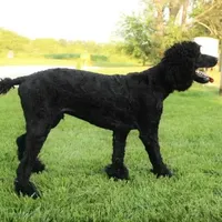 Soku, a male Poodle - Standard  for sale in Carrollton, MO – Photo 4 of 10