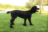 Soku, a male Poodle - Standard  for sale in Carrollton, MO – Photo 4 of 10