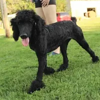 Soku, a male Poodle - Standard  for sale in Carrollton, MO – Photo 3 of 10