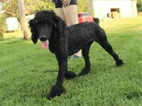 Soku, a male Poodle - Standard  for sale in Carrollton, MO – Photo 3 of 10