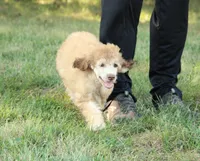 Akc Airagone, a male Poodle - Standard  for sale in Carrollton, MO – 6 of 10