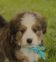Asher, a male Bernedoodle for sale in Carrollton, MO – 8 of 10