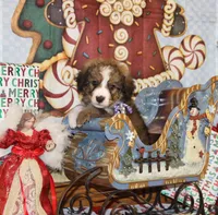 Tipsey, a female Bernedoodle for sale in Carrollton, MO – Photo 6 of 10