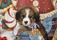 Tipsey, a female Bernedoodle for sale in Carrollton, MO – Photo 8 of 10