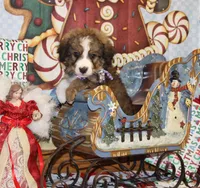 Tipsey, a female Bernedoodle for sale in Carrollton, MO – Photo 3 of 10