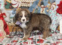 Tipsey, a female Bernedoodle for sale in Carrollton, MO – Photo 7 of 10