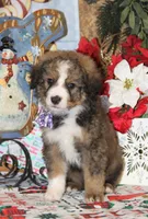 Tipsey, a female Bernedoodle for sale in Carrollton, MO – Photo 2 of 10