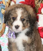 Tipsey, a female Bernedoodle for sale in Carrollton, MO – Photo 5 of 10
