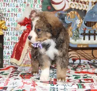 Tipsey, a female Bernedoodle for sale in Carrollton, MO – Photo 9 of 10
