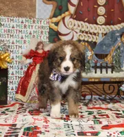 Tipsey, a female Bernedoodle for sale in Carrollton, MO – Photo 10 of 10