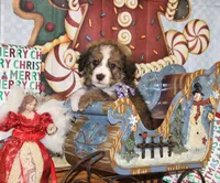 Tipsey, a female Bernedoodle for sale in Carrollton, MO – Photo 1 of 10