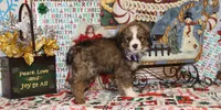 Tipsey, a female Bernedoodle for sale in Carrollton, MO – Photo 4 of 10