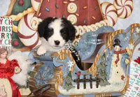 Fable, a male Bernedoodle for sale in Carrollton, MO – Photo 1 of 10