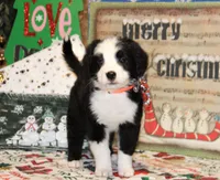 Fable, a male Bernedoodle for sale in Carrollton, MO – Photo 2 of 10