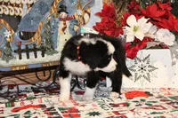 Fable, a male Bernedoodle for sale in Carrollton, MO – Photo 10 of 10