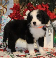 Fable, a male Bernedoodle for sale in Carrollton, MO – Photo 3 of 10