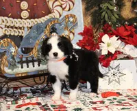 Fable, a male Bernedoodle for sale in Carrollton, MO – Photo 7 of 10