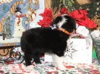 Fable, a male Bernedoodle for sale in Carrollton, MO – Photo 9 of 10