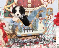 Fable, a male Bernedoodle for sale in Carrollton, MO – Photo 4 of 10