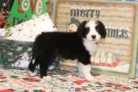 Fable, a male Bernedoodle for sale in Carrollton, MO – Photo 8 of 10