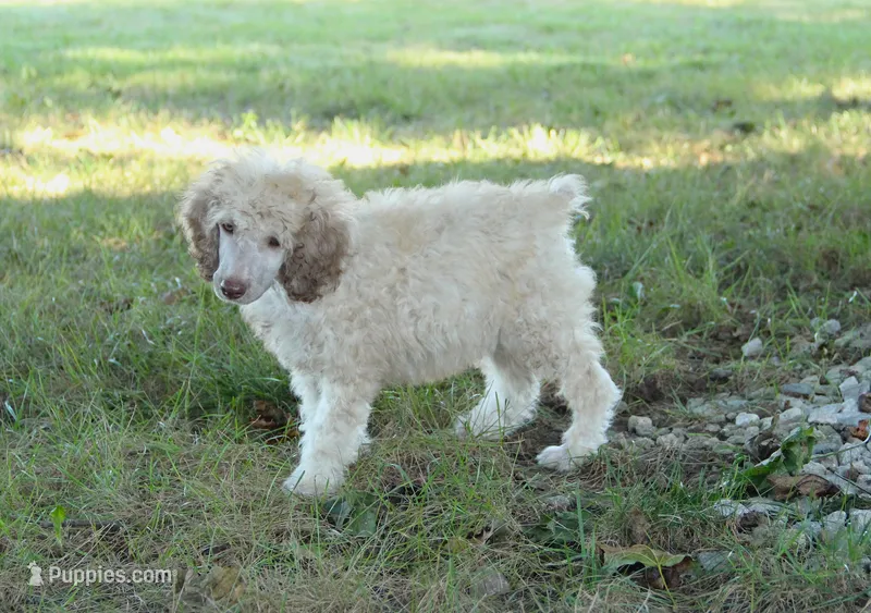 Akc Lumi – Poodle - Standard  puppy for sale in Carrollton, MO