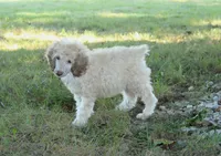 Akc Lumi, a male Poodle - Standard  for sale in Carrollton, MO – 1 of 7