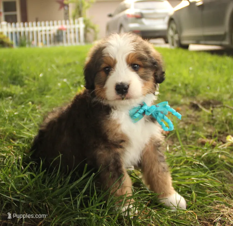 Asher – Bernedoodle puppy for sale in Carrollton, MO