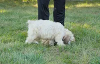 Akc Lumi, a male Poodle - Standard  for sale in Carrollton, MO – 5 of 7