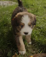 Galileo, a male Bernedoodle for sale in Carrollton, MO – 8 of 8