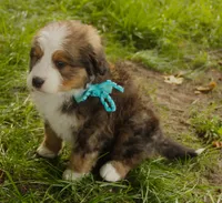 Asher, a male Bernedoodle for sale in Carrollton, MO – 5 of 10