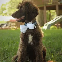 Nash, a male Poodle - Standard  for sale in Carrollton, MO – Photo 9 of 10