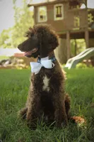 Nash, a male Poodle - Standard  for sale in Carrollton, MO – Photo 9 of 10