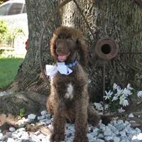 Nash, a male Poodle - Standard  for sale in Carrollton, MO – Photo 4 of 10